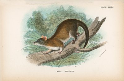 Wooly Opossum by English School